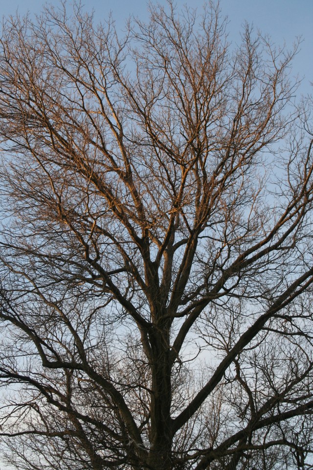 Winter Tree @ Chiara Romano Van Erp